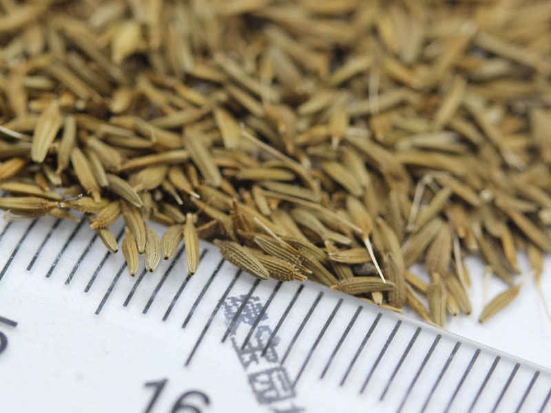 <a href='http://fscangbo.com/caohuazhongzi/1607.html' target='_blank'>蒲公英種子</a>