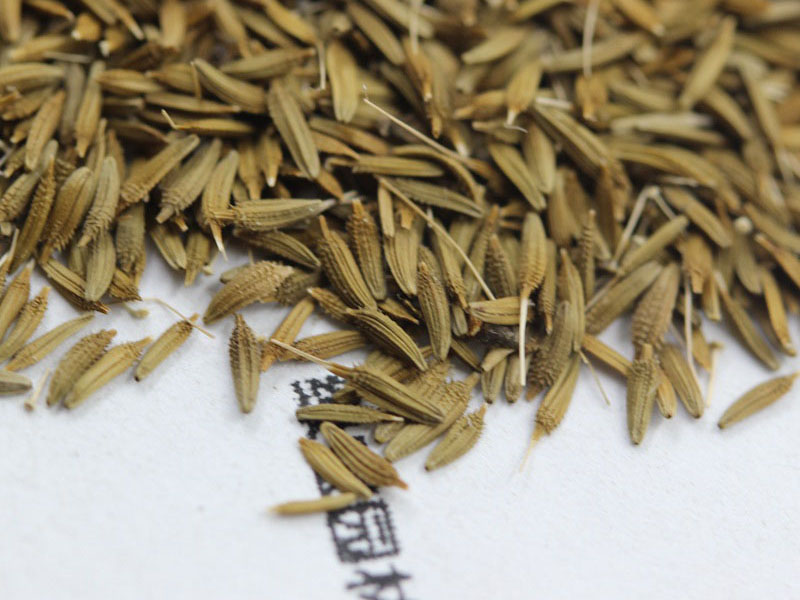 蒲公英<a href='http://fscangbo.com/' target='_blank'>種子</a>