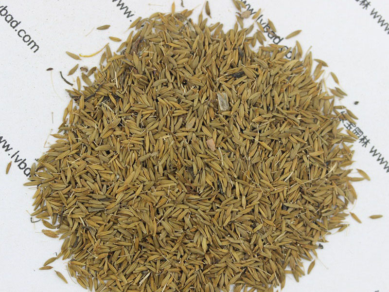 <a href='http://fscangbo.com/caohuazhongzi/1607.html' target='_blank'>蒲公英種子</a>