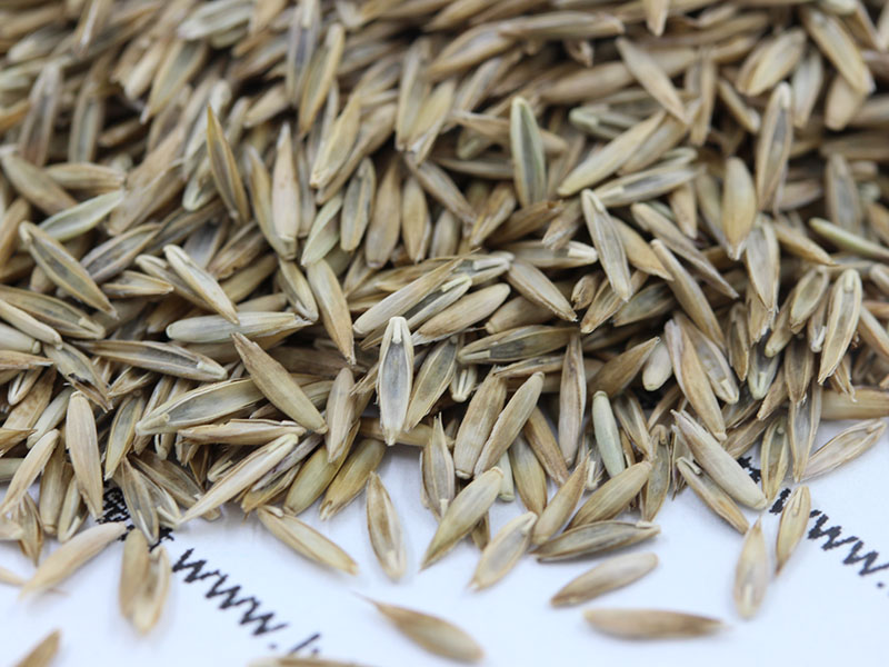 高羊茅種子 高羊茅種子