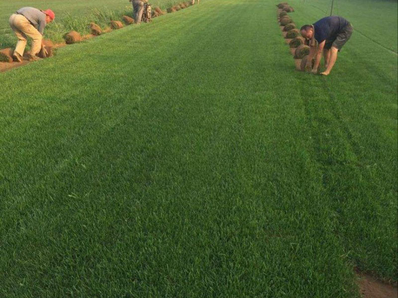高羊茅植株草坪 高羊茅植株草坪