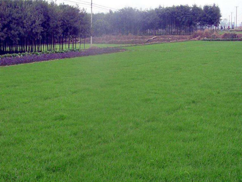 高羊茅植株草坪 高羊茅植株草坪