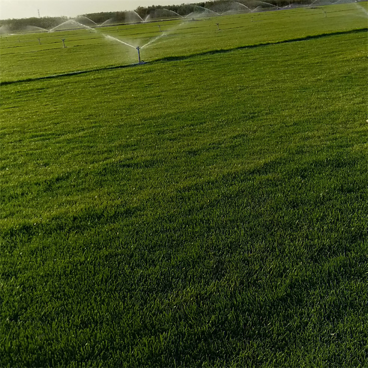 多年生黑麥草草坪
