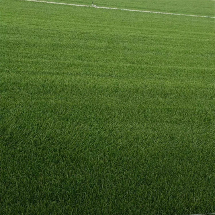 多年生黑麥草草坪