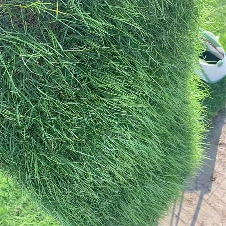 多年生黑麥草草坪