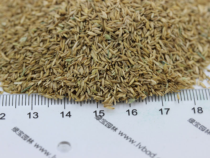 <a href='http://fscangbo.com/caopingzhongzi/1679.html' target='_blank'>早熟禾</a><a href='http://fscangbo.com/' target='_blank'>種子</a> <a href='http://fscangbo.com/caopingzhongzi/1679.html' target='_blank'>早熟禾種子</a>