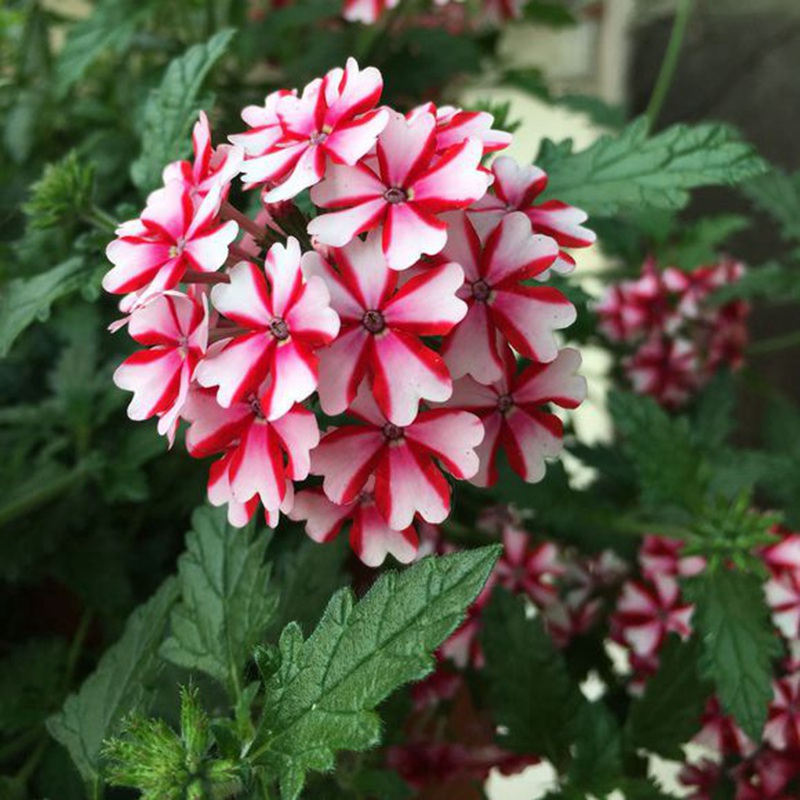 美女<a href='http://fscangbo.com/linmuzhongzi/1777.html' target='_blank'>櫻花</a>朵葉子