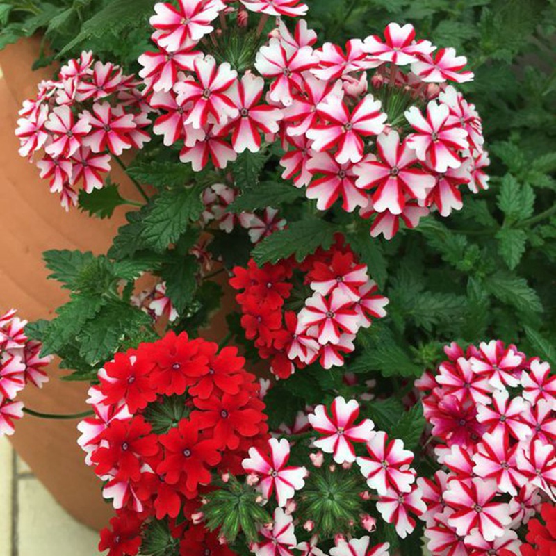 美女<a href='http://fscangbo.com/linmuzhongzi/1777.html' target='_blank'>櫻花</a>朵葉子