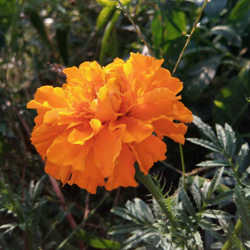 <a href='http://fscangbo.com/caohuazhongzi/1631.html' target='_blank'>萬(wàn)壽菊</a>