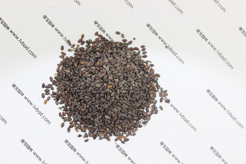 <a href='http://fscangbo.com/caohuazhongzi/1626.html' target='_blank'>鼠尾草種子</a>