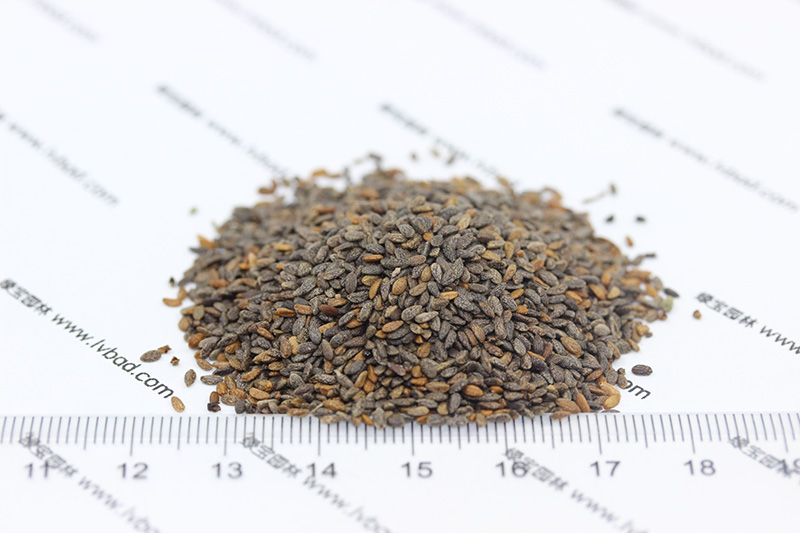 鼠尾草<a href='http://fscangbo.com/' target='_blank'>種子</a>