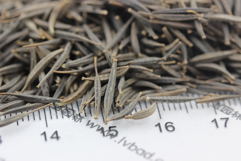 <a href='http://fscangbo.com/caohuazhongzi/1054.html' target='_blank'>格?；ǚN子</a>