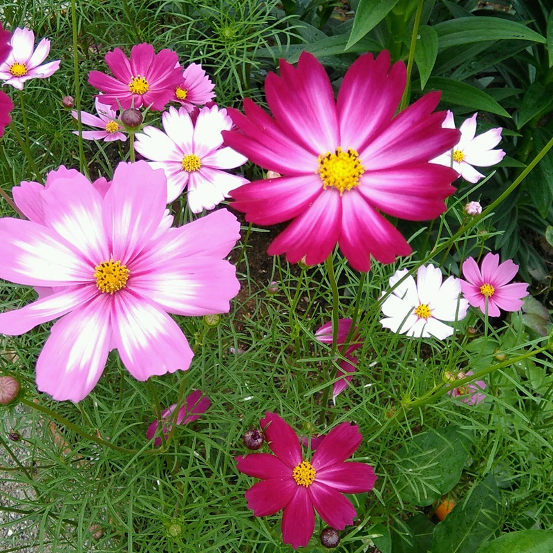 格?；?/></p><p style=