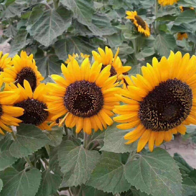 向日葵花朵花盤(pán)