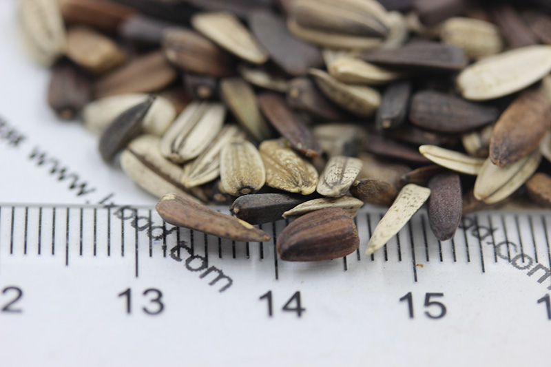 向日葵<a href='http://fscangbo.com/' target='_blank'>種子</a>