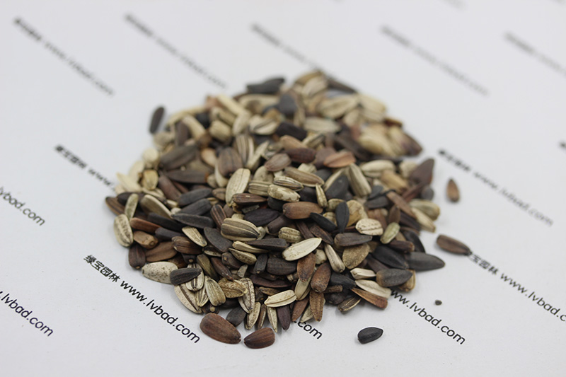 <a href='http://fscangbo.com/caohuazhongzi/97271.html' target='_blank'>向日葵種子</a>