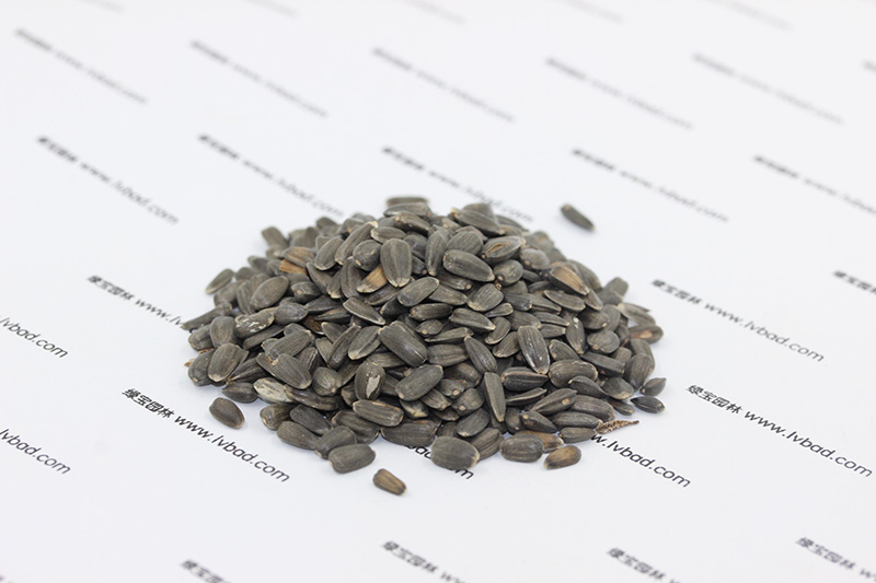 <a href='http://fscangbo.com/caohuazhongzi/97271.html' target='_blank'>向日葵種子</a>