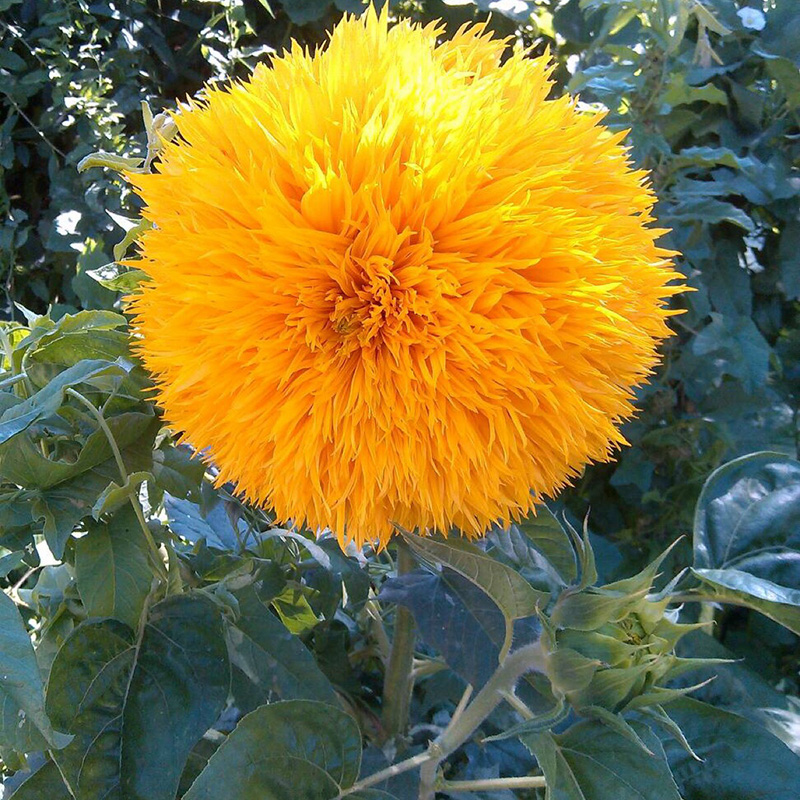 向日葵花朵花盤(pán)