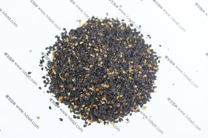 <a href='http://fscangbo.com/caohuazhongzi/97045.html' target='_blank'>石竹</a><a href='http://fscangbo.com/' target='_blank'>種子</a>