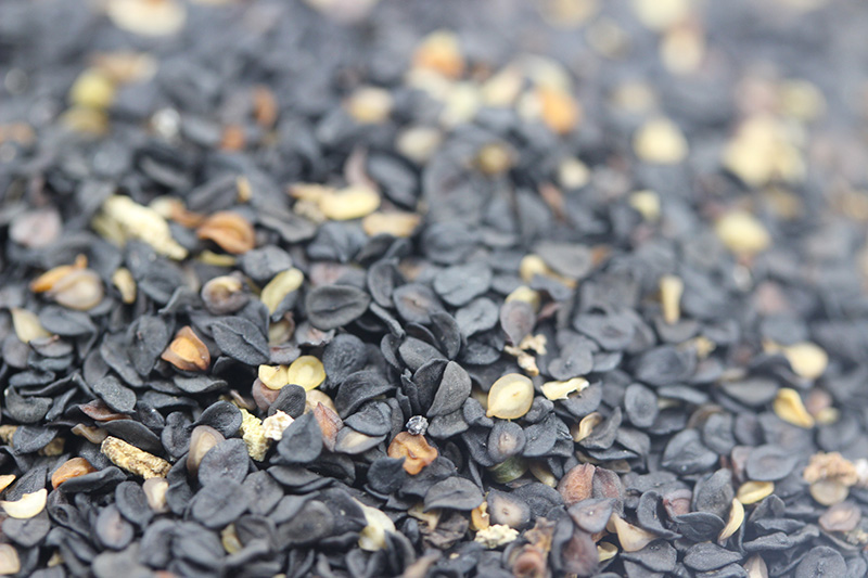 <a href='http://fscangbo.com/caohuazhongzi/97045.html' target='_blank'>石竹</a><a href='http://fscangbo.com/' target='_blank'>種子</a>