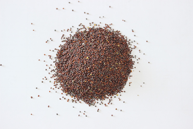 <a href='http://fscangbo.com/caohuazhongzi/17855.html' target='_blank'>油菜種子</a>