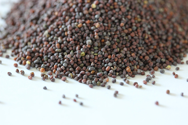 油菜<a href='http://fscangbo.com/' target='_blank'>種子</a>