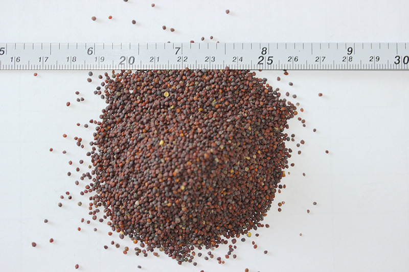 <a href='http://fscangbo.com/caohuazhongzi/17855.html' target='_blank'>油菜種子</a>