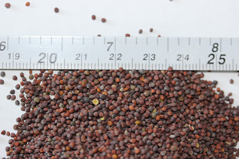 <a href='http://fscangbo.com/caohuazhongzi/17855.html' target='_blank'>油菜種子</a>