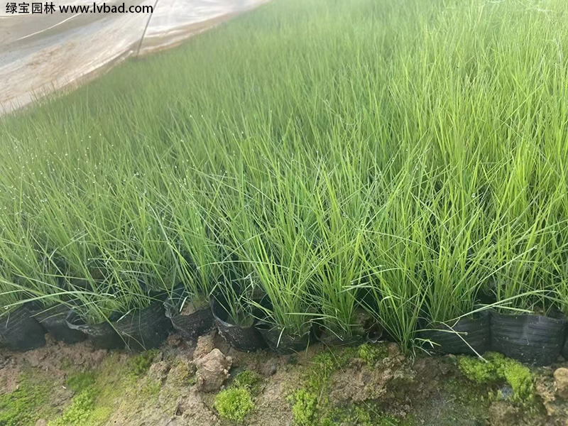 <a href='http://fscangbo.com/caohuazhongzi/16452.html' target='_blank'>粉黛亂子草</a>