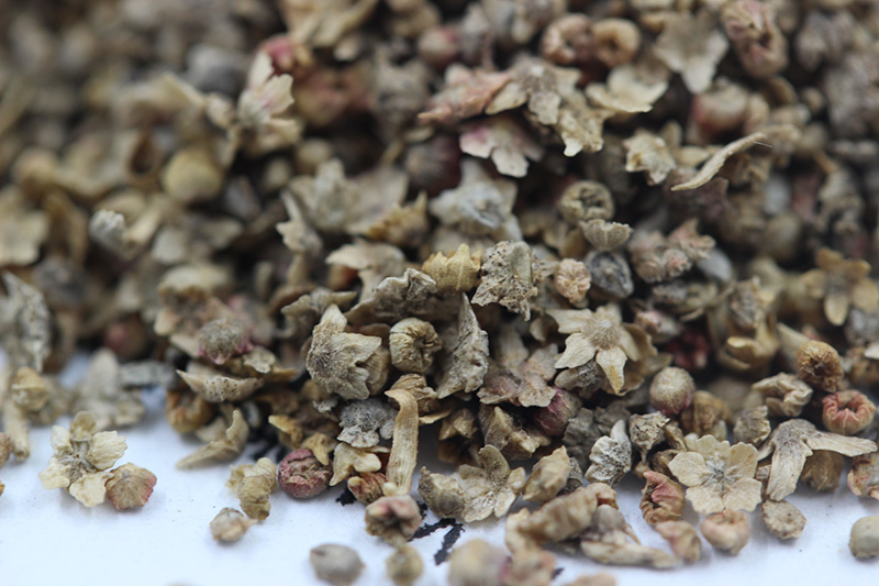 紅<a href='http://fscangbo.com/caohuazhongzi/1041.html' target='_blank'>地膚</a><a href='http://fscangbo.com/' target='_blank'>種子</a>