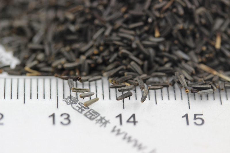 <a href='http://fscangbo.com/caohuazhongzi/1060.html' target='_blank'>黑心菊種子</a>