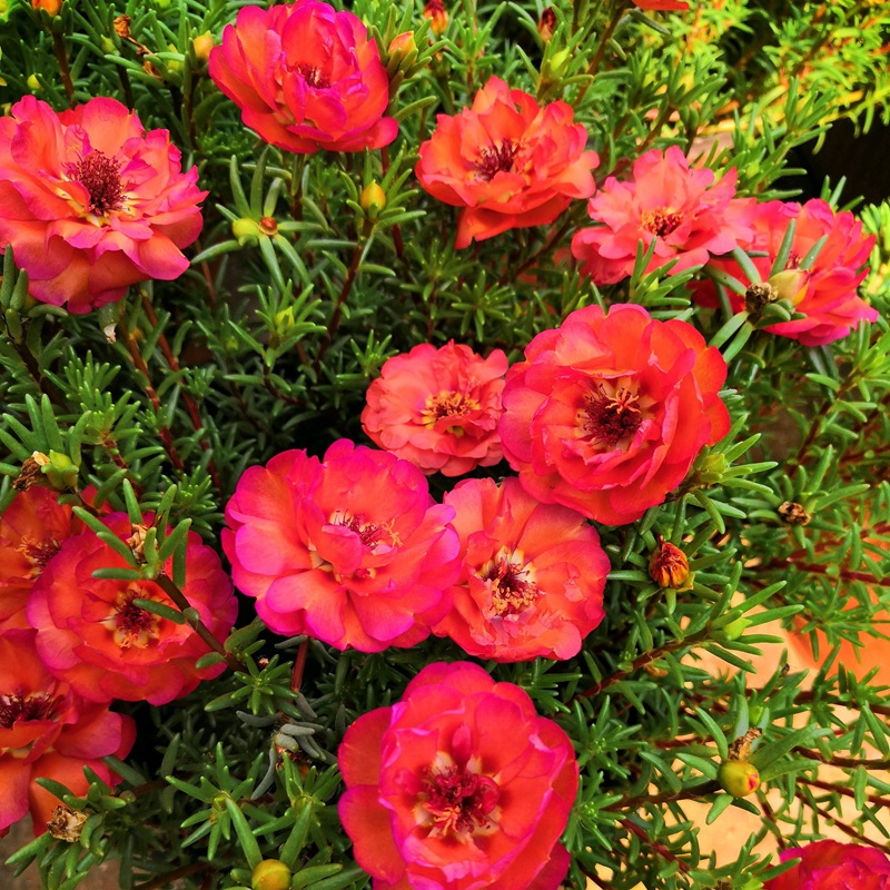 <a href='http://fscangbo.com/caohuazhongzi/16045.html' target='_blank'>太陽花種子</a>