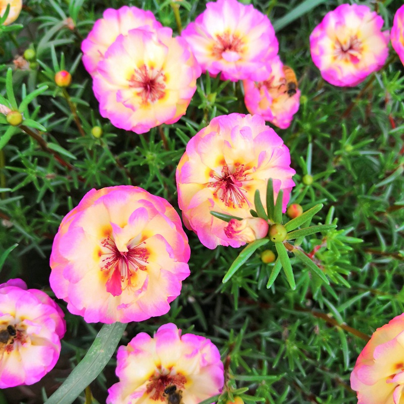 <a href='http://fscangbo.com/caohuazhongzi/16045.html' target='_blank'>太陽花</a><a href='http://fscangbo.com/' target='_blank'>種子</a>