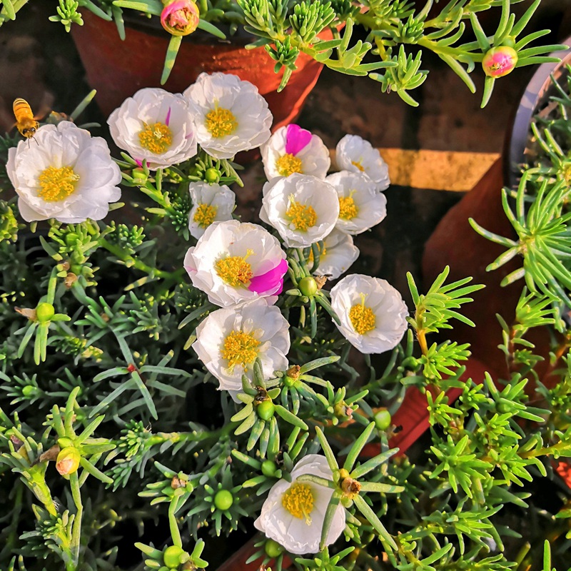 <a href='http://fscangbo.com/caohuazhongzi/16045.html' target='_blank'>太陽花種子</a>