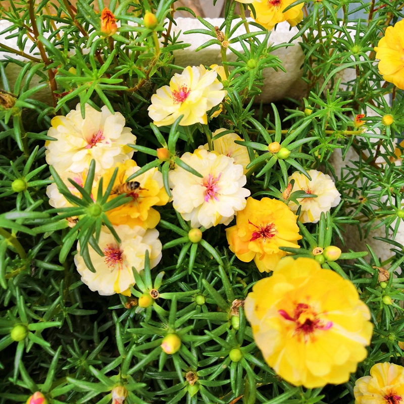 太陽花<a href='http://fscangbo.com/' target='_blank'>種子</a>