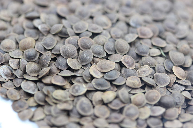 <a href='http://fscangbo.com/caohuazhongzi/1058.html' target='_blank'>含羞草種子</a>