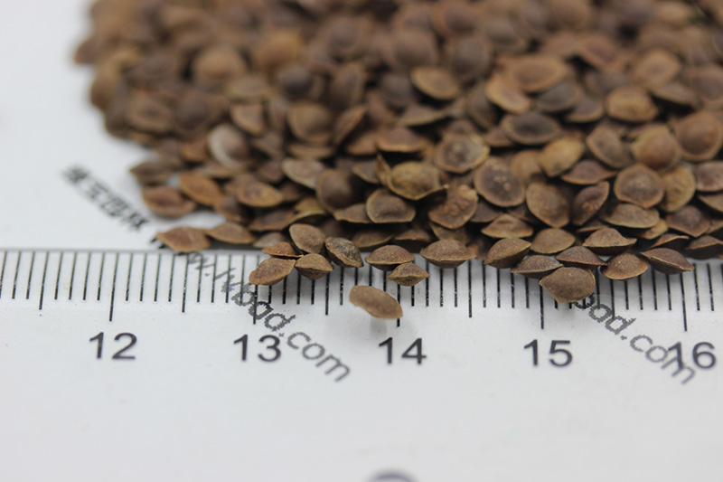 <a href='http://fscangbo.com/caohuazhongzi/1058.html' target='_blank'>含羞草</a><a href='http://fscangbo.com/' target='_blank'>種子</a>