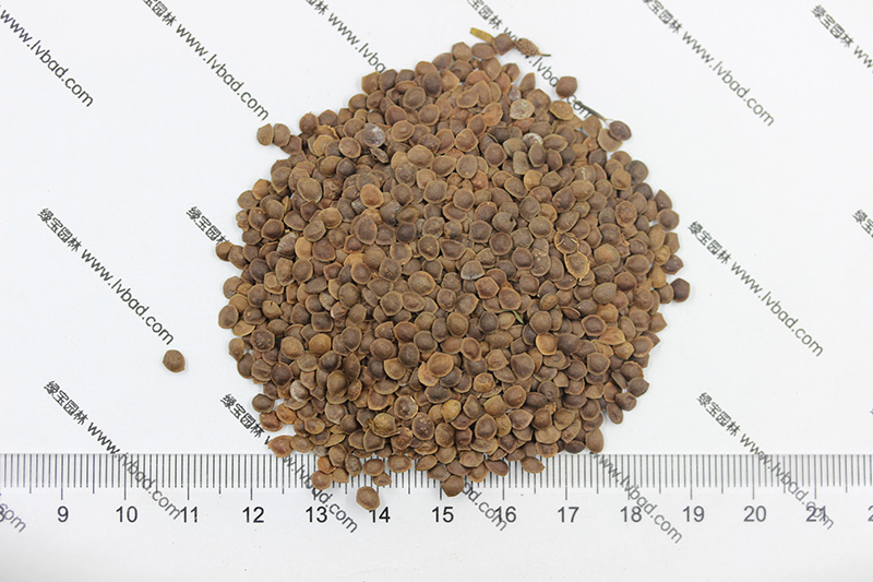 <a href='http://fscangbo.com/caohuazhongzi/1058.html' target='_blank'>含羞草種子</a>