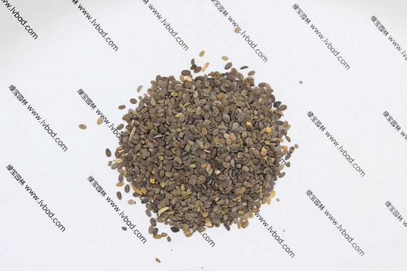 福祿考<a href='http://fscangbo.com/' target='_blank'>種子</a>