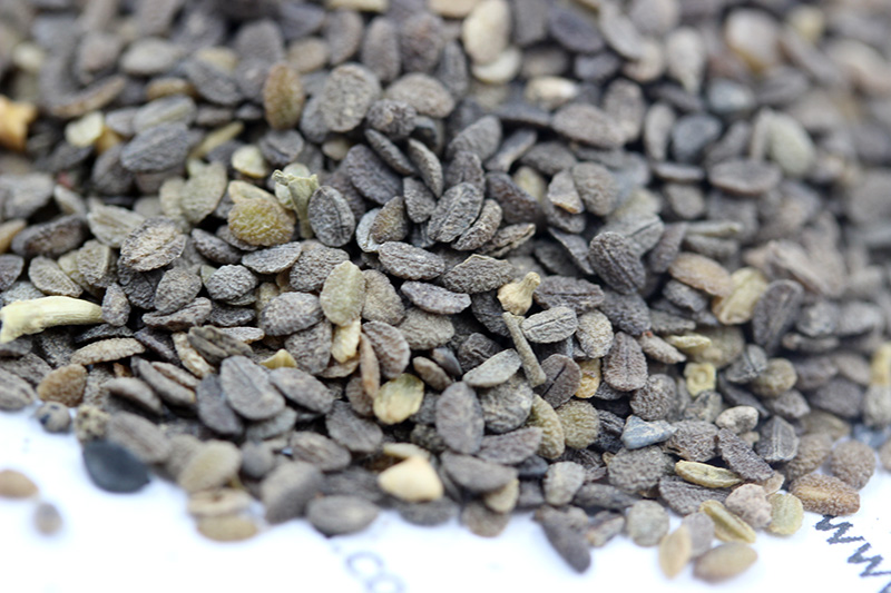 福祿考<a href='http://fscangbo.com/' target='_blank'>種子</a>