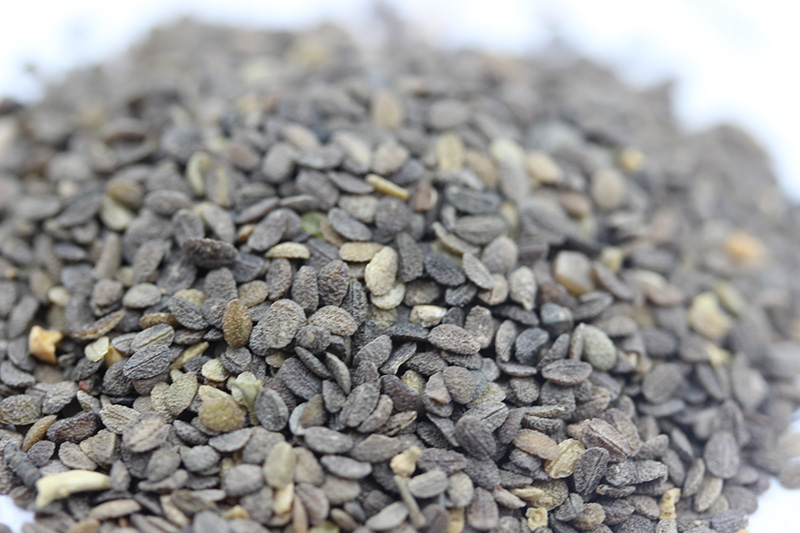 福祿考<a href='http://fscangbo.com/' target='_blank'>種子</a>