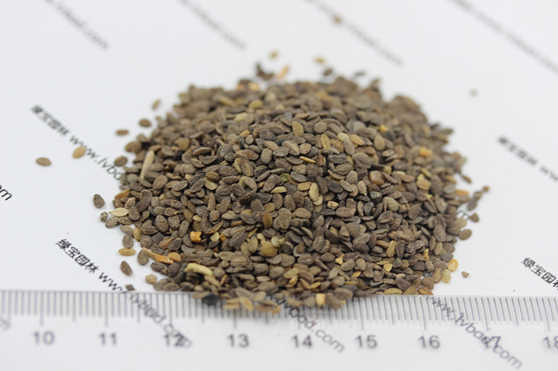 福祿考<a href='http://fscangbo.com/' target='_blank'>種子</a>