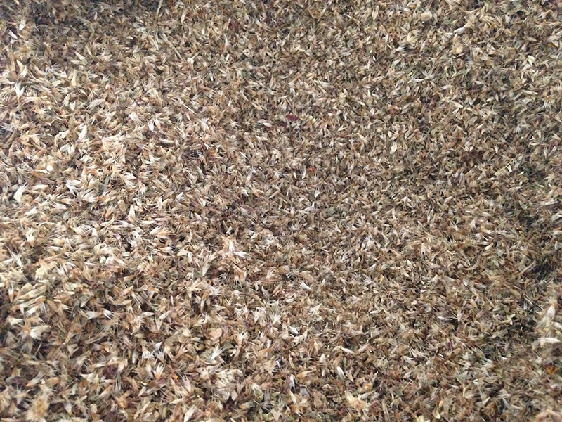 <a href='http://fscangbo.com/caohuazhongzi/16044.html' target='_blank'>天人菊種子</a>