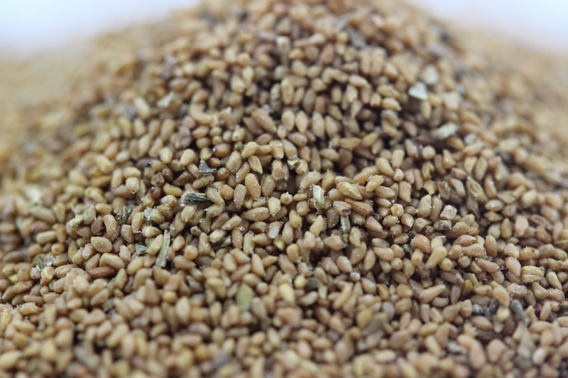 月見草<a href='http://fscangbo.com/' target='_blank'>種子</a>