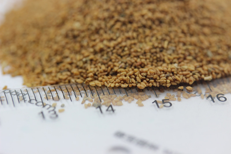 月見草<a href='http://fscangbo.com/' target='_blank'>種子</a>