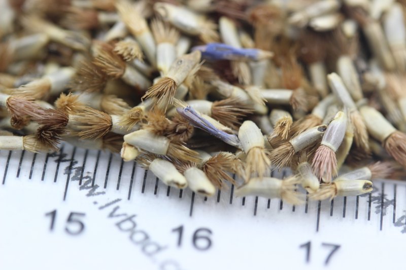 <a href='http://fscangbo.com/caohuazhongzi/1624.html' target='_blank'>矢車菊</a><a href='http://fscangbo.com/' target='_blank'>種子</a>