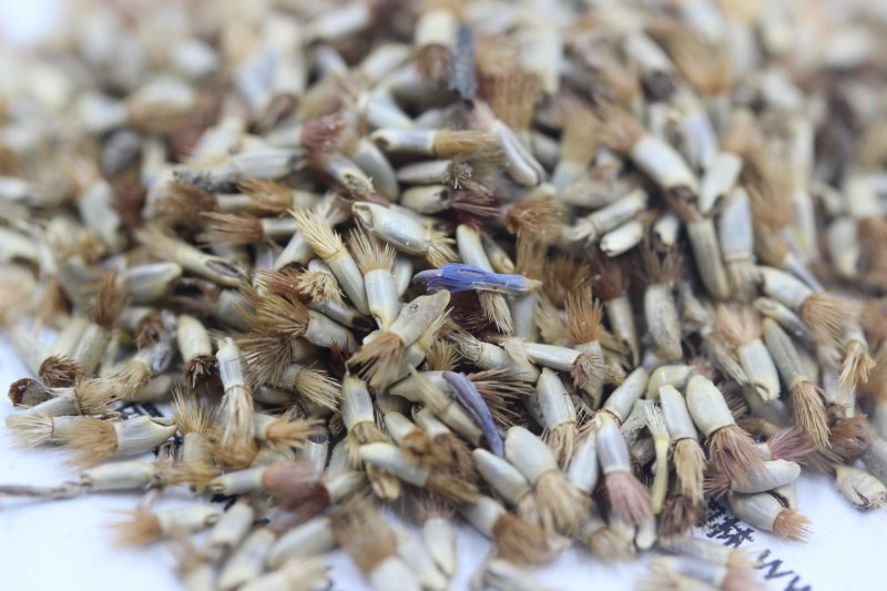 <a href='http://fscangbo.com/caohuazhongzi/1624.html' target='_blank'>矢車菊種子</a>