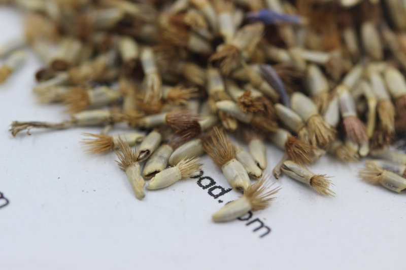 矢車菊<a href='http://fscangbo.com/' target='_blank'>種子</a>