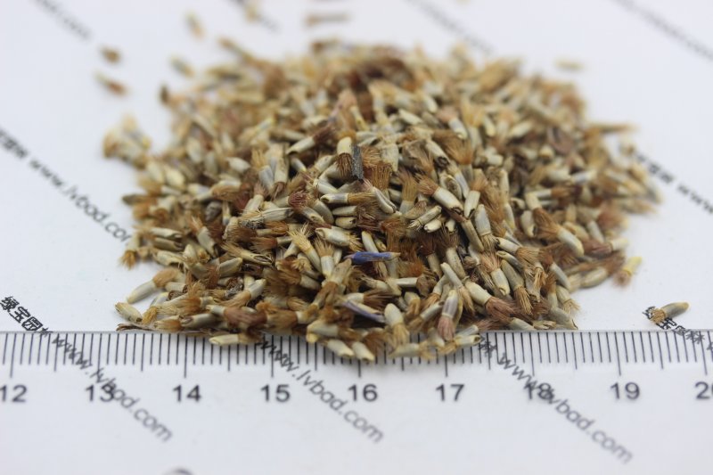 <a href='http://fscangbo.com/caohuazhongzi/1624.html' target='_blank'>矢車菊種子</a>