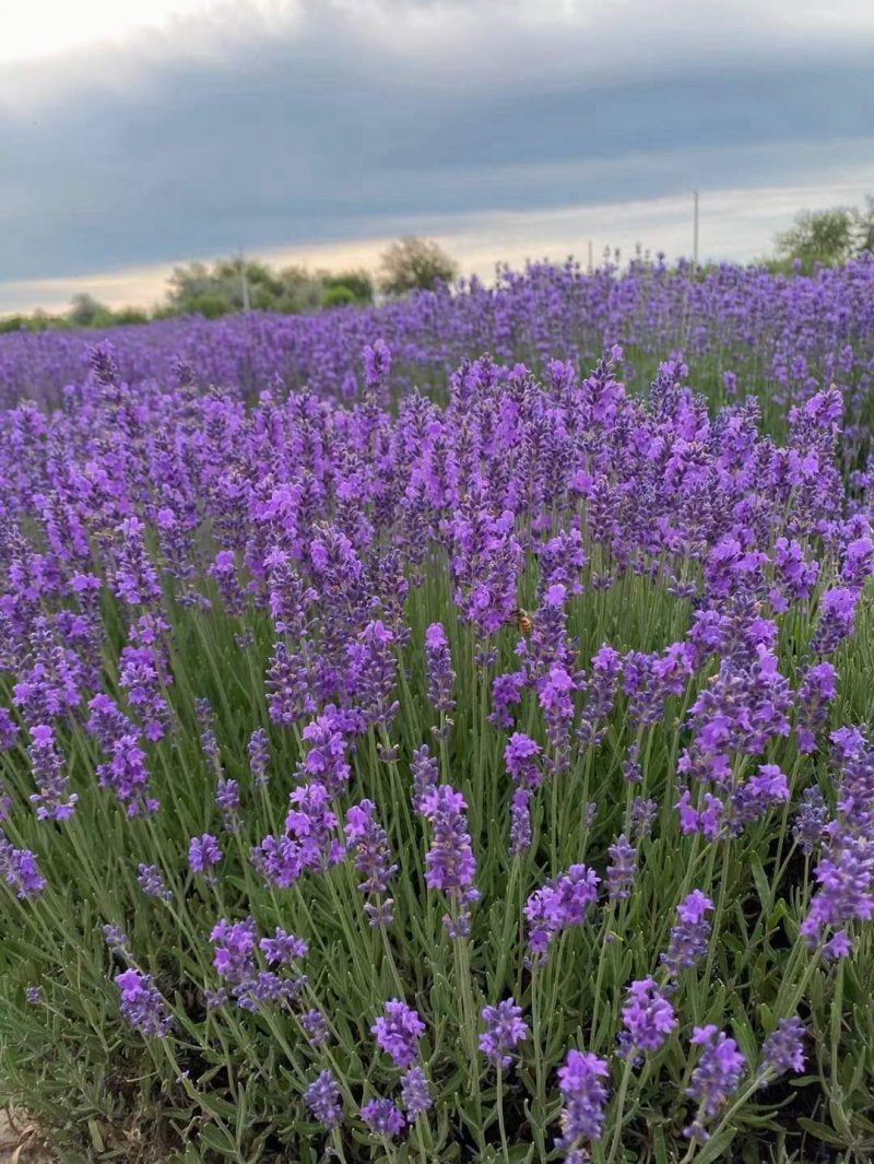 薰衣草開花大面積圖片